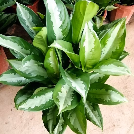 Hotsale Foliage Aglaonema war Königin
